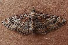 Biston prodromarius - Zwergspanner